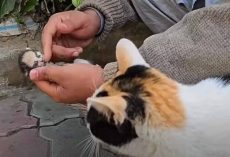 Mama cat places her dying kitten in man’s hands, receives a response she will never forget