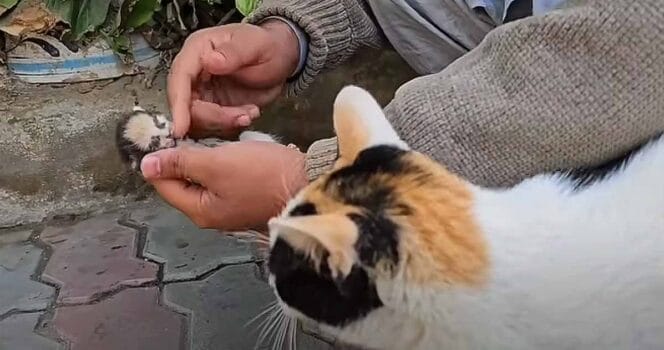 Mama cat places her dying kitten in man’s hands, receives a response she will never forget