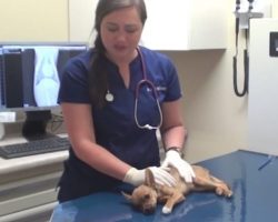 Tiny Puppy Is Dying Right In Front Vet, But Her ‘Long Shot’ Pays Off
