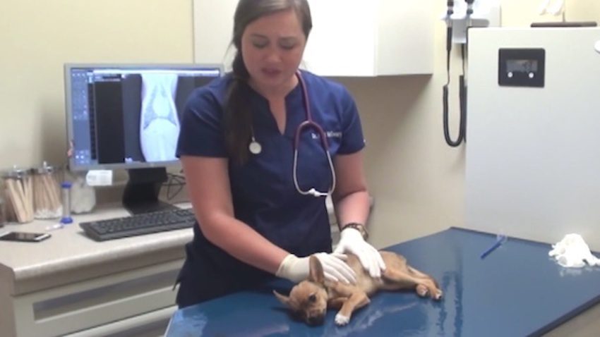 Tiny Puppy Is Dying Right In Front Vet, But Her ‘Long Shot’ Pays Off