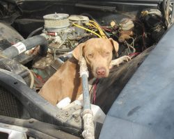 Rescuers save dog trapped inside car engine — now she’s looking for a forever home