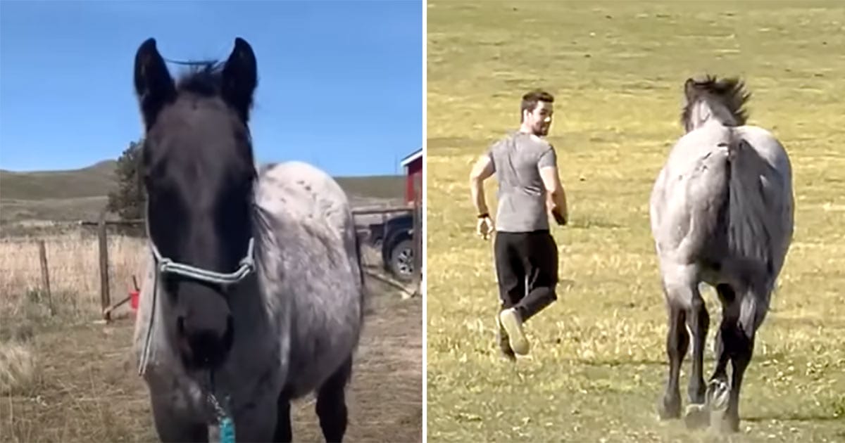 Anxious stallion meets owner’s boyfriend for the first time – everyone holds their breath as the giant charges towards him