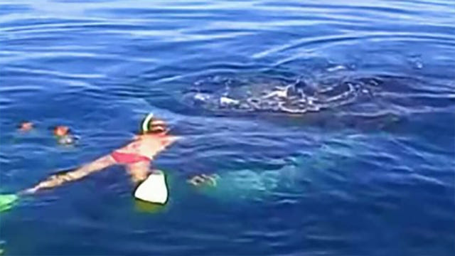 Family saves whale trapped in net – then surprised by animal’s display of gratitude