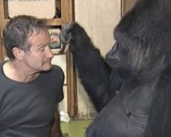 Gorilla grieving death of friend didn’t laugh in four months, then Robin Williams tickled her