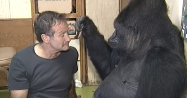 Gorilla grieving death of friend didn’t laugh in four months, then Robin Williams tickled her