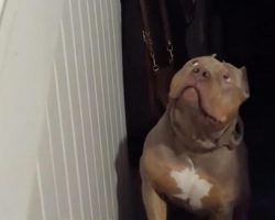 Pittie Too Spooked To Walk Upstairs For The Funniest Reason