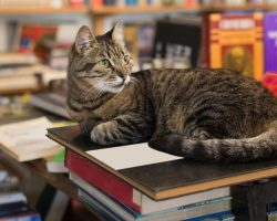 This library will forgive all your overdue fees — if you show them a photo of your cat