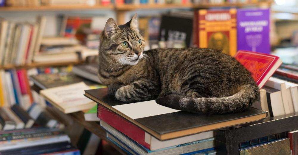 This library will forgive all your overdue fees — if you show them a photo of your cat