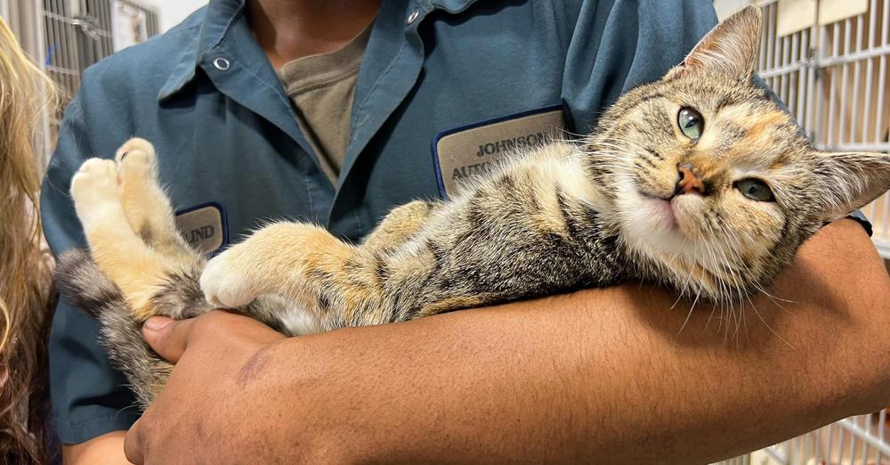 Cat was hiding in hood of junkyard car — worker saves her just in time from being crushed