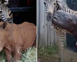 Orphaned Zebra And Rhino Desperately Looking For A Friend Find Each Other