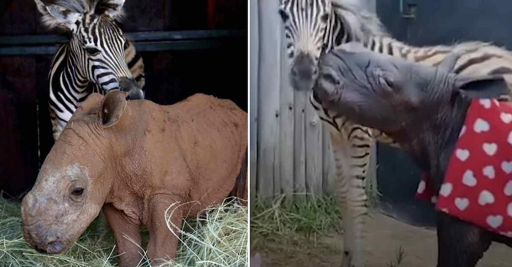 Orphaned Zebra And Rhino Desperately Looking For A Friend Find Each Other