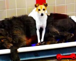 Inseparable Rescue Dogs Who Can’t Stop Cuddling Get Adopted Together