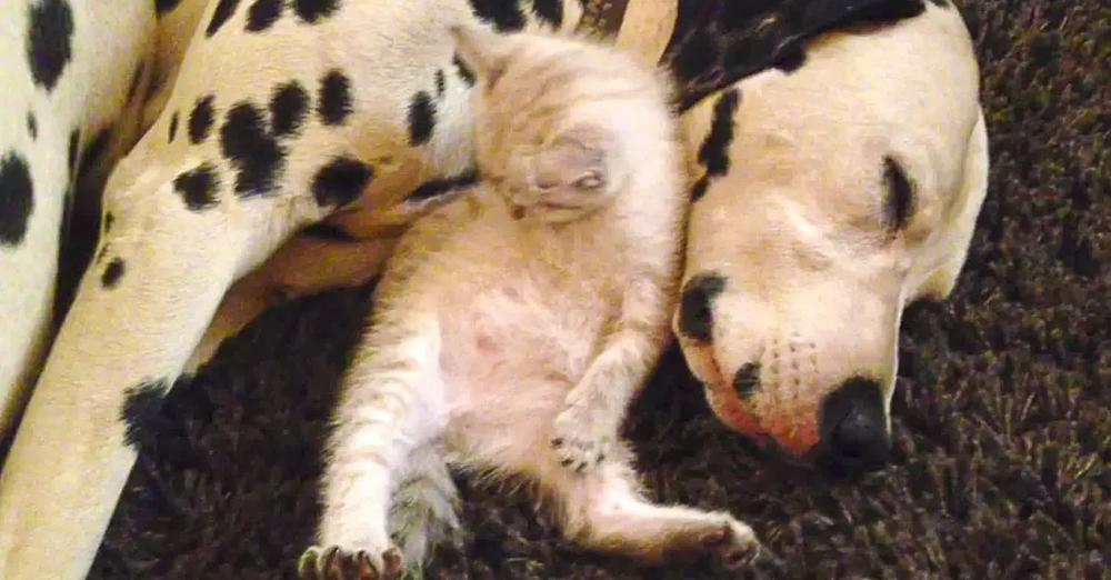 Adorable Foster Kitten Cuddles With Sleepy Dalmatians