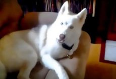 Stubborn Husky Repeatedly Says ‘NO’ When Told To Go To Kennel