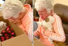 Grandma Brought To Instant Tears When Surprised With New Puppy