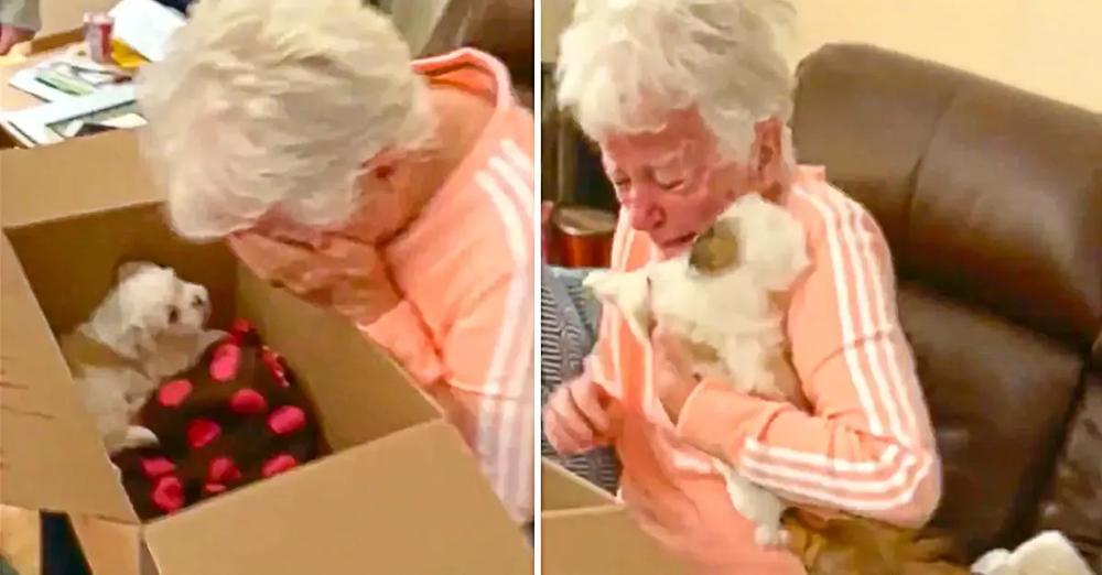 Grandma Brought To Instant Tears When Surprised With New Puppy