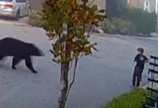 7-Year-Old Boy Stares Down Black Bear And Knew He Had To Make A Move