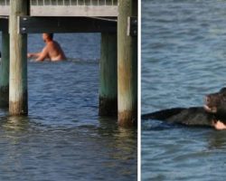 Man Jumps In And Swims Toward Bear He Sees Struggling In The Water