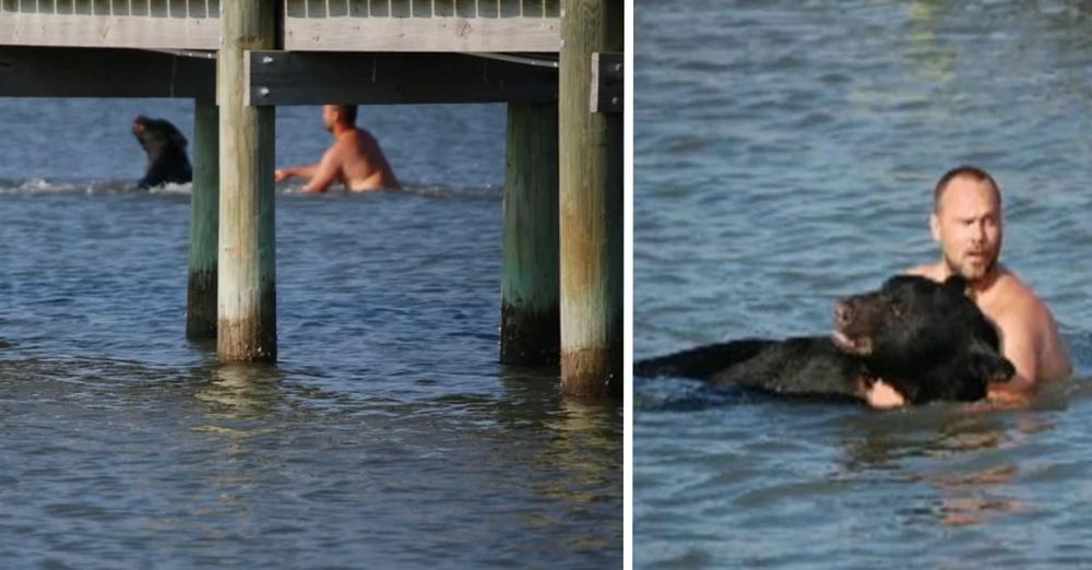 Man Jumps In And Swims Toward Bear He Sees Struggling In The Water