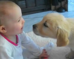 Puppy And Baby Meet For The First Time