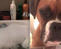 Woman Tries to Have a Relaxing Bath But Her Three Dogs Have Other Ideas