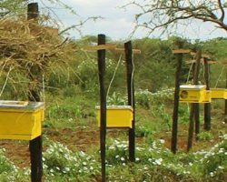 Elephants’ Fear Of Bees Is Helping Farmers And Saving Their Lives