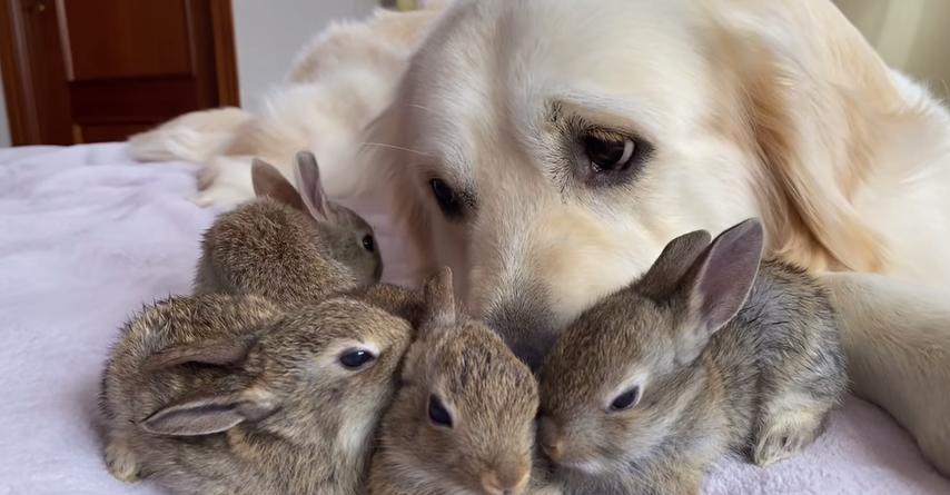 Newborn baby bunnies think caring golden retriever is their mom