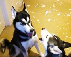 Huskies Argue About Who Destroyed The Letter That Came In The Mail