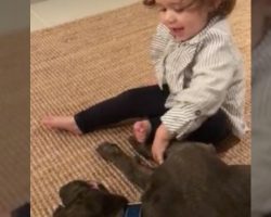 They warned mom and dad not to let the baby girl around the pit bull