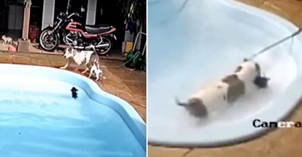 Pit Bull Heroically Saves Her Litttle Buddy From Drowning In Pool