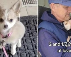Chihuahua Knew She Loved The Mailman From First Day They Met