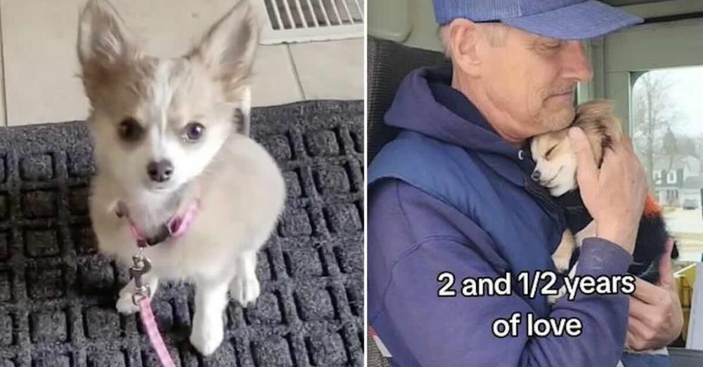 Chihuahua Knew She Loved The Mailman From First Day They Met