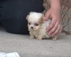 Tiny Pup Rescued From A Puppy Mill Is Introduced To A New Friend To Start His New Life