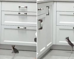 Small Kitty Overestimates Herself, Tries Jumping Up On Countertop