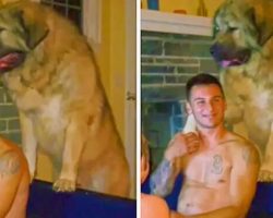 Giant Family Dog Gives Loving Hug To Owner