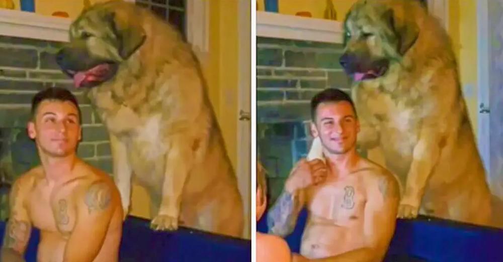 Giant Family Dog Gives Loving Hug To Owner