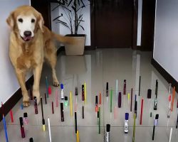 Kitty Competes With 3 Dogs In An Obstacle Challenge