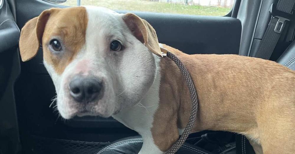 Mailman Finds Tiny Pittie with Swollen Head and Makes Special Delivery
