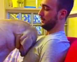 Adorably Guilty Pooch Tries To Apologize For Poor Behavior