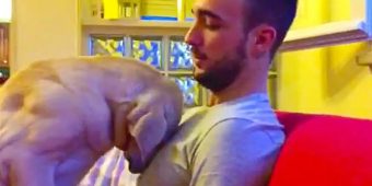 Adorably Guilty Pooch Tries To Apologize For Poor Behavior