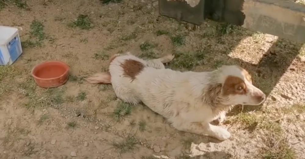 Dog Looked Up With Begging Eyes As He Couldn’t Move On His Own