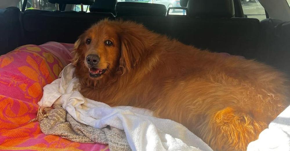 Woman fosters obese golden retriever to help her lose weight — incredible transformation inspires internet