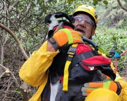 Deaf Dog Relieved To Be Rescued After Fall Down 100 Foot Ravine