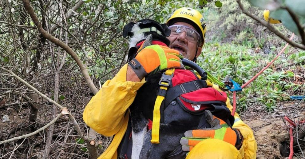 Deaf Dog Relieved To Be Rescued After Fall Down 100 Foot Ravine