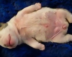 Precious Bulldog Puppy Dreaming Is Too Much Cuteness