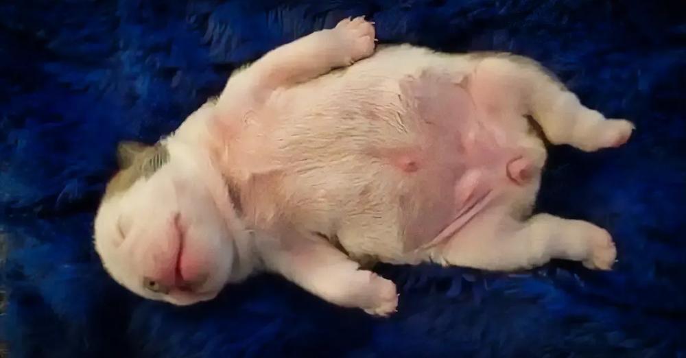 Precious Bulldog Puppy Dreaming Is Too Much Cuteness