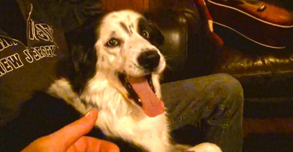 Dog Gets Hysterical When Owner Tries To Steal Her Tongue