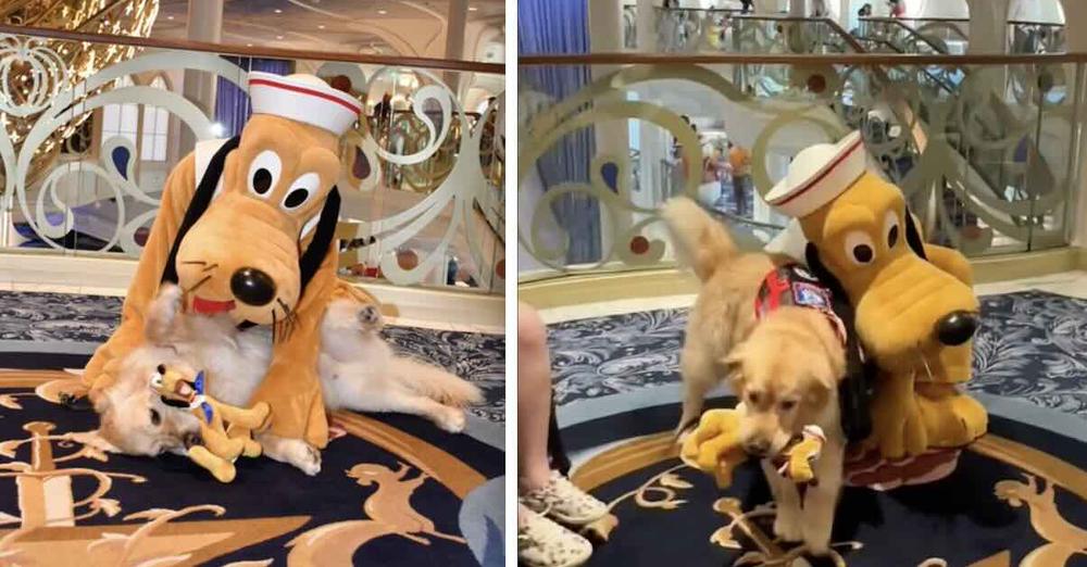 Service Dog Brings Toy Pluto Over To His Favorite Disney Character In Heartwarming Video