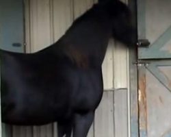 Horse Kept On Getting Loose So They Filmed Her And Could Not Believe What She Does