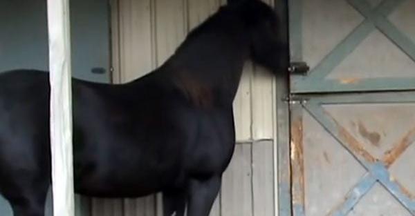 Horse Kept On Getting Loose So They Filmed Her And Could Not Believe What She Does